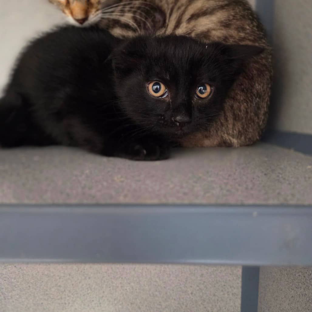 Clover - Domestic Shorthair available for adoption