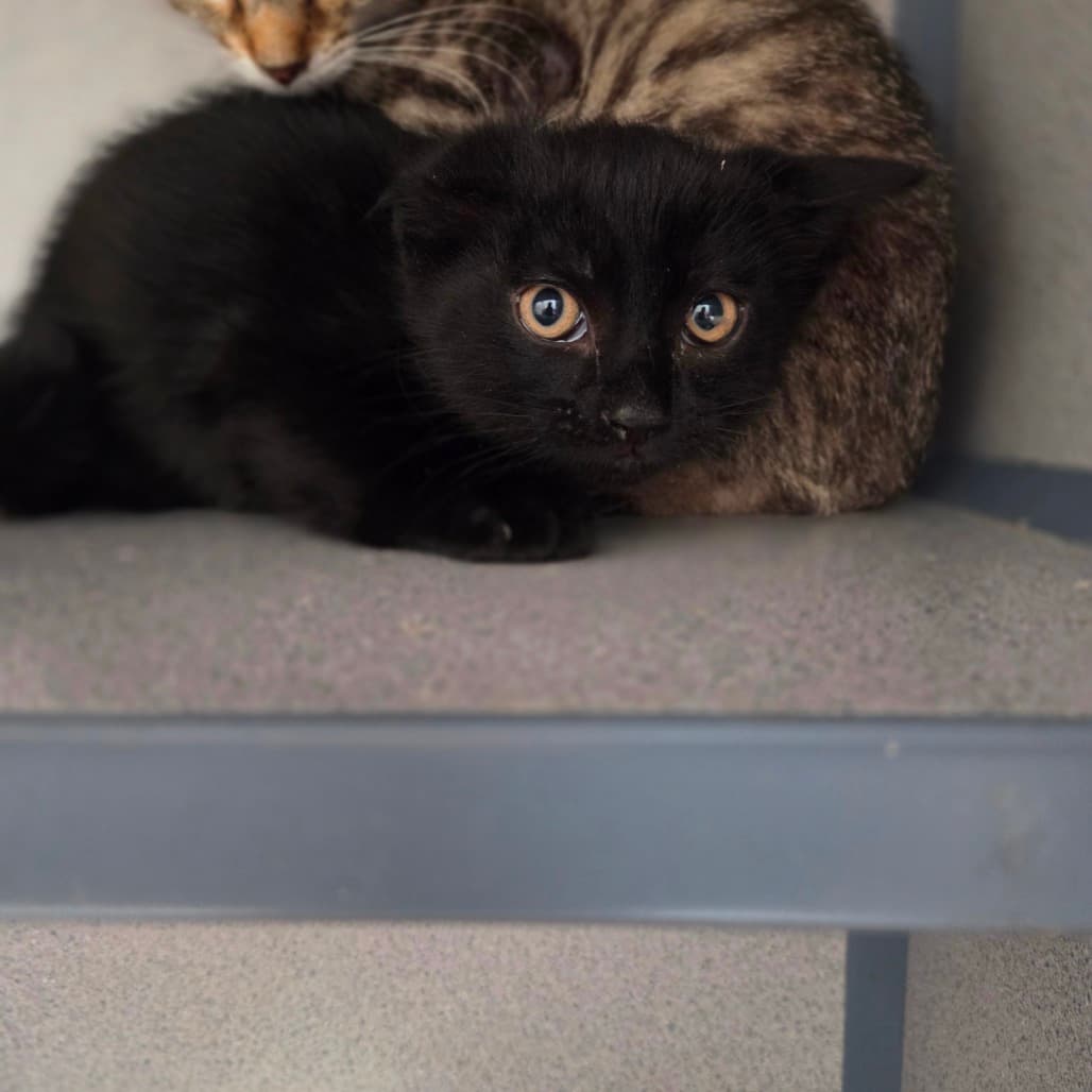 Clover - Domestic Shorthair available for adoption