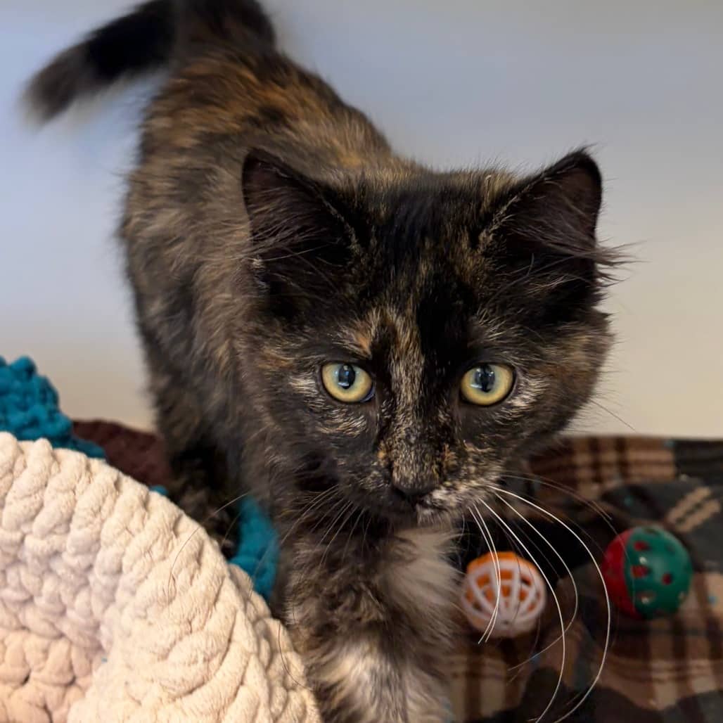 Cora - Domestic Longhair cat available for adoption at Border Paws Animal Shelter in Lloydminster