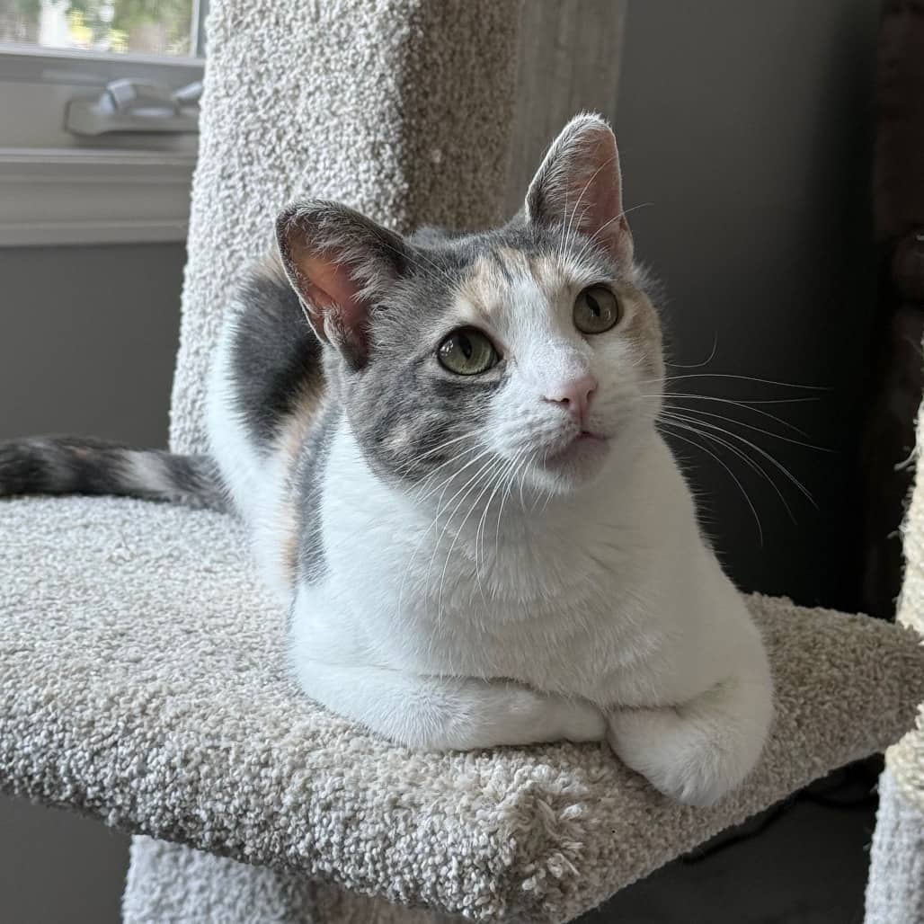 Lila - Domestic Shorthair cat available for adoption at SCARS in Edmonton (1 of 6)