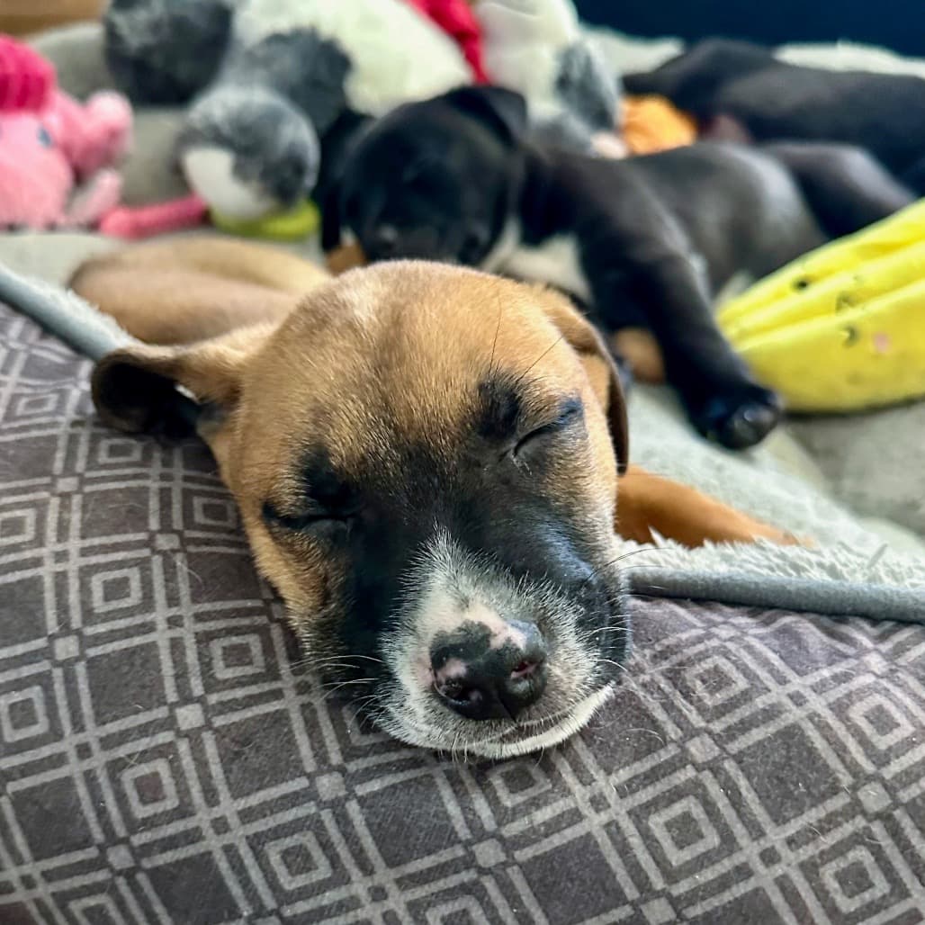Bristol - SHEPHERD/MIX available for adoption in Calgary