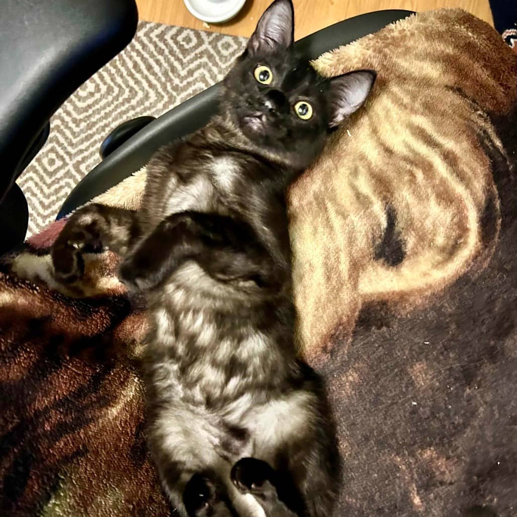 Shadow - Domestic Shorthair cat available for adoption at Vancouver Orphan Kitten Rescue Association in Vancouver