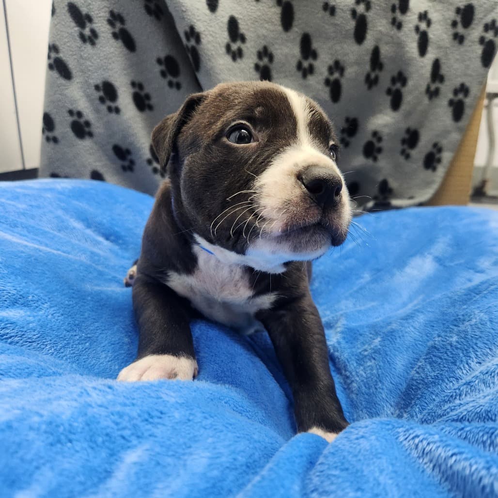 6 - Callan - Terrier, Pit Bull / Mixed Breed (Medium) available for adoption in Saskatchewan