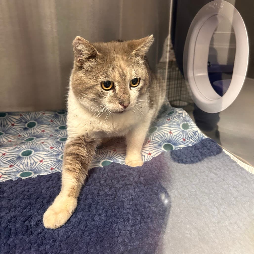 Lockwood - Domestic Shorthair cat available for adoption at Border Paws Animal Shelter in Lloydminster