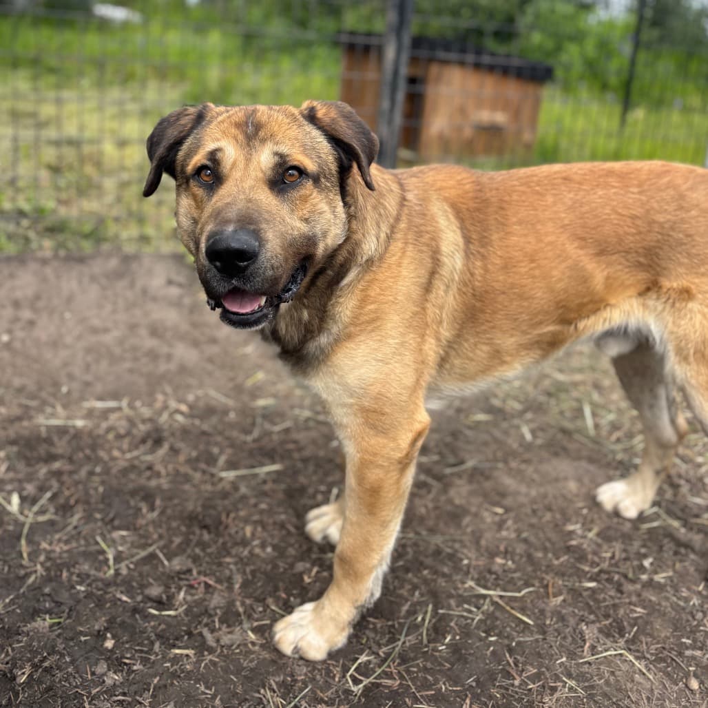 Rex - MASTIFF/MIX available for adoption