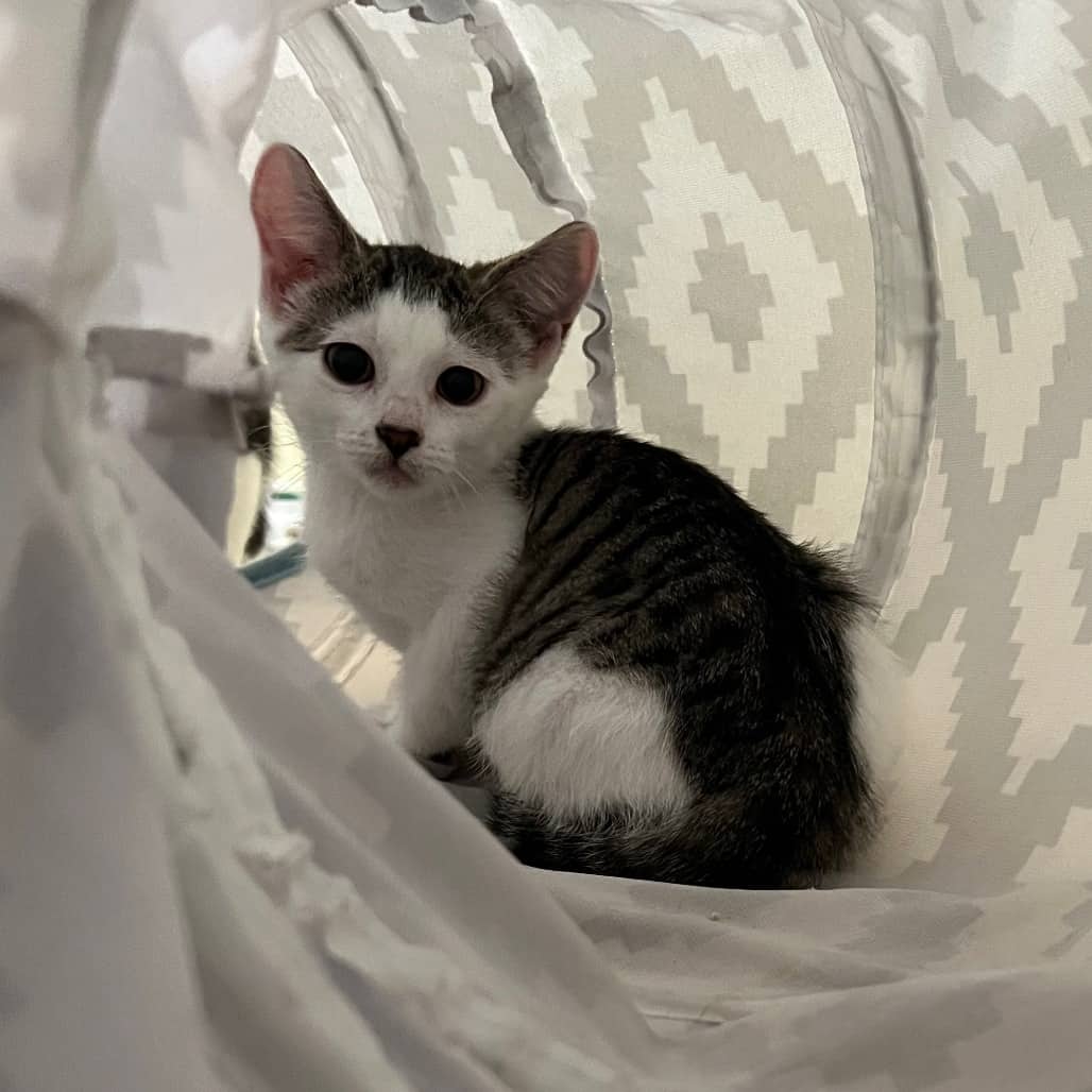 Rubby - Domestic Shorthair cat available for adoption at SCARS in Edmonton (1 of 6)