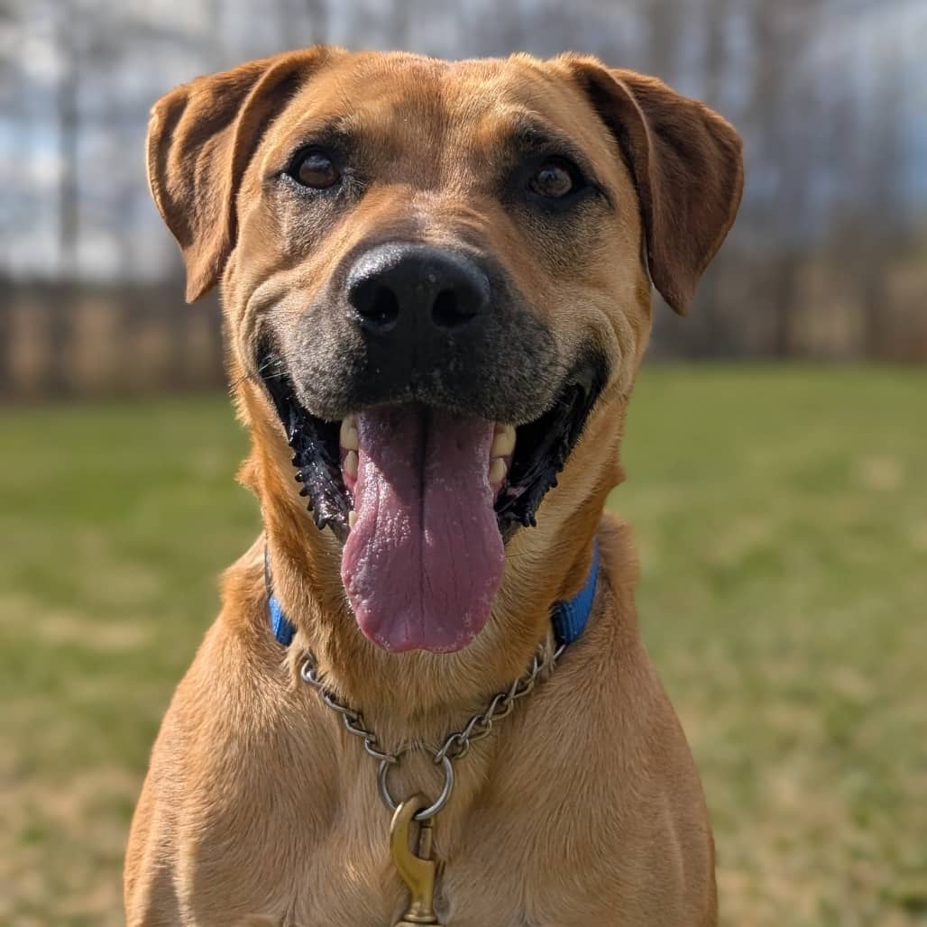 Bosco - MIXED BREED available for adoption