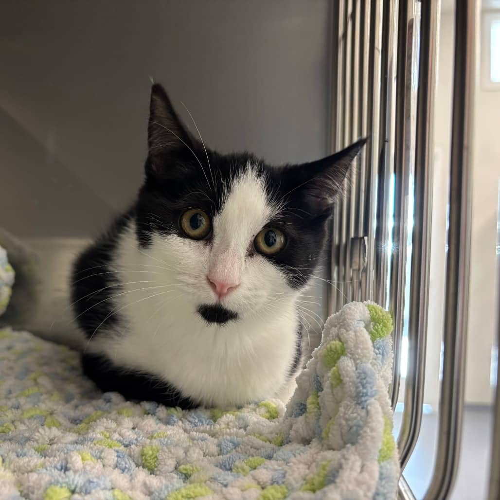 Athena - Domestic Shorthair cat available for adoption at SPCA Swift Current in Swift Current
