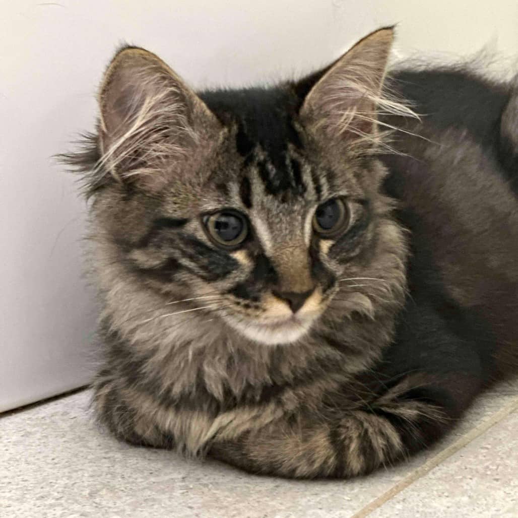 Olive - Domestic Medium Hair cat available for adoption at Vancouver Orphan Kitten Rescue Association in Vancouver