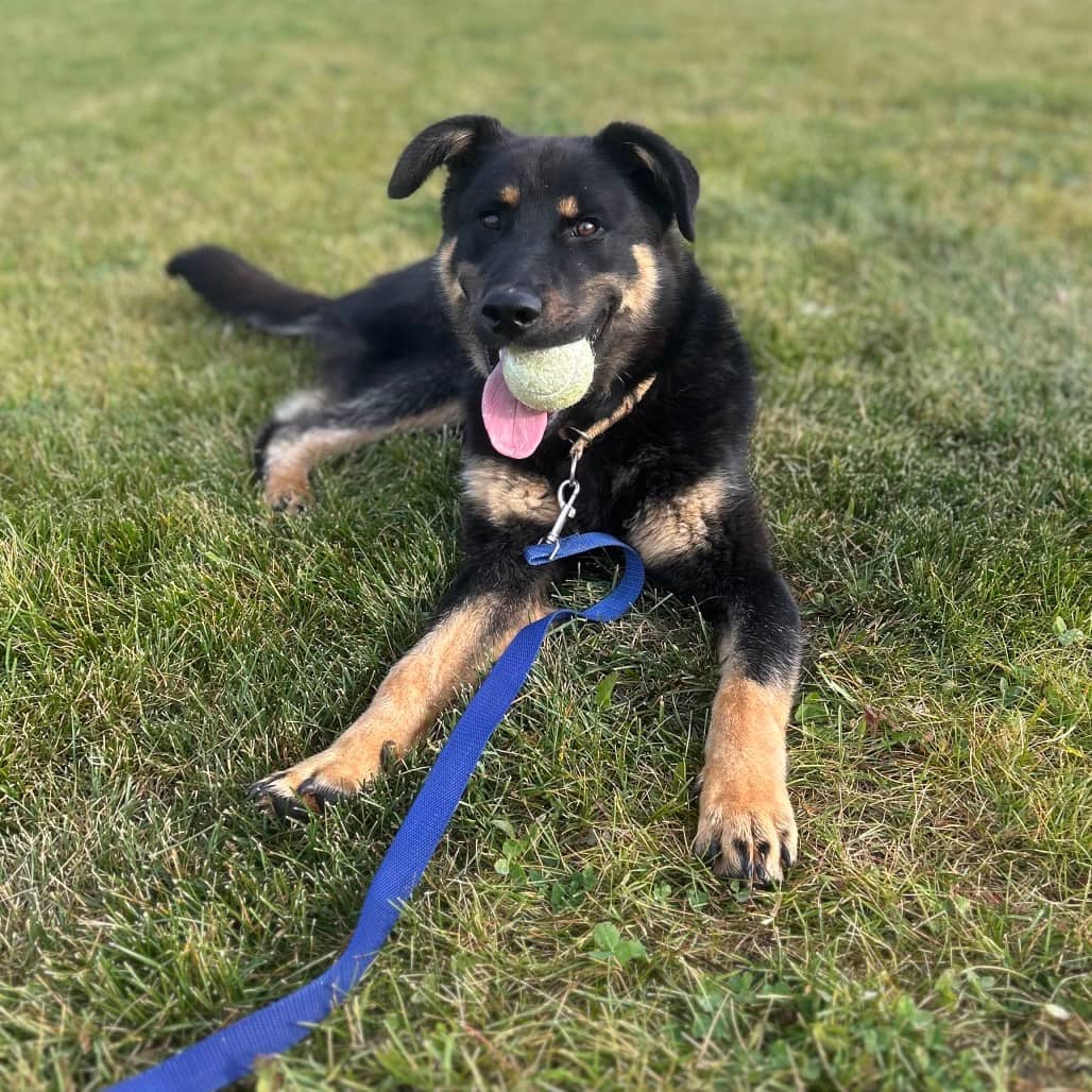 Max2 - SHEPHERD/MIX available for adoption in Calgary
