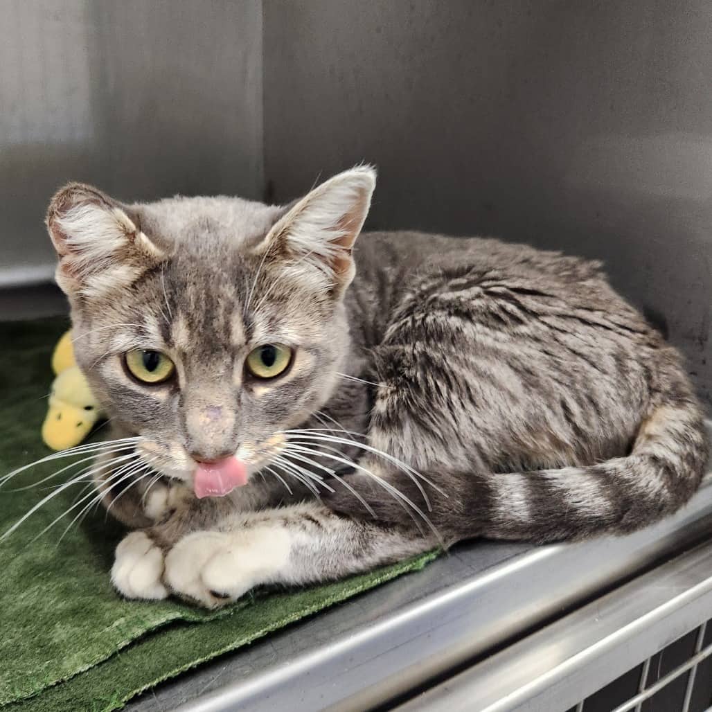 Athena - Domestic Shorthair cat available for adoption at North East SPCA in Melfort