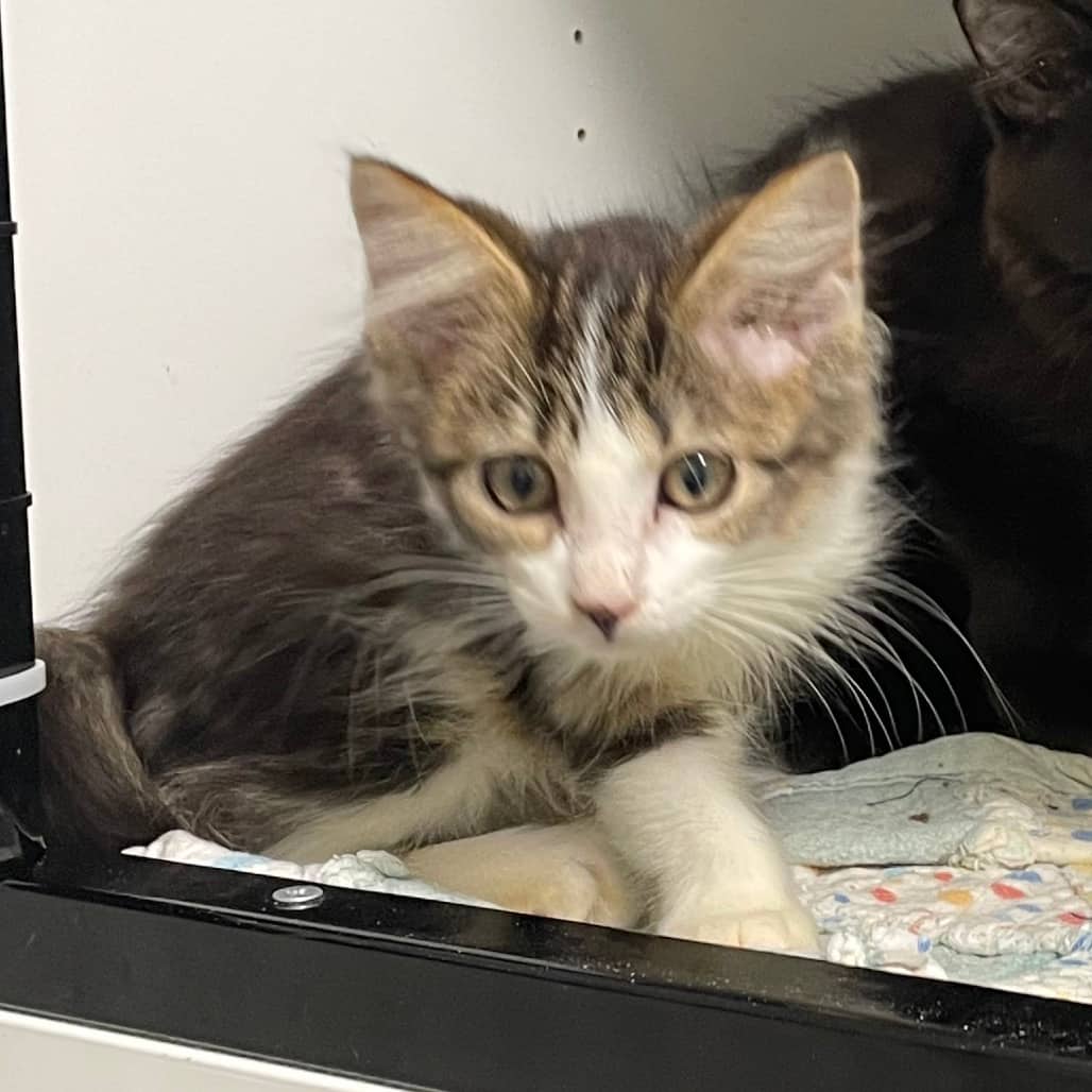 Beatrice - Domestic Medium Hair cat available for adoption at Battlefords Humane Society in North Battleford