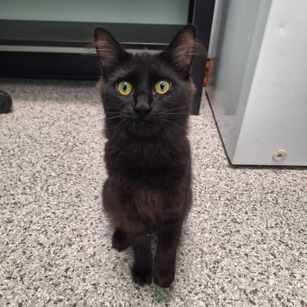 Smolder - Domestic Medium Hair cat available for adoption at Saskatoon SPCA in Saskatoon