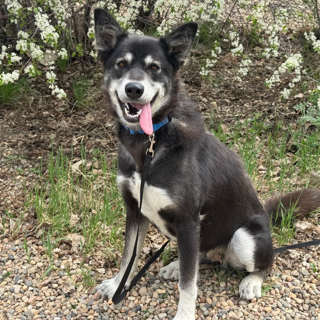Fiona - Mixed Breed (Large) available for adoption at Prince Albert SPCA in Saskatchewan