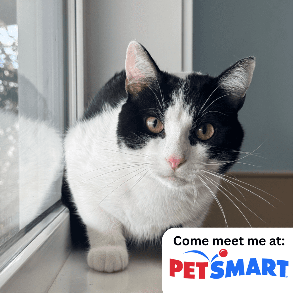 Lex - Domestic Shorthair cat available for adoption at Prince Albert SPCA in Prince Albert