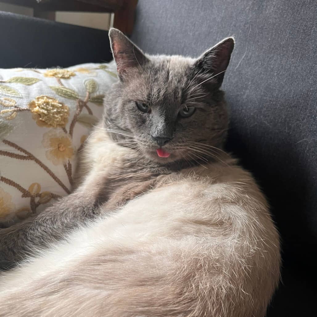 Velcro - Domestic Shorthair available for adoption