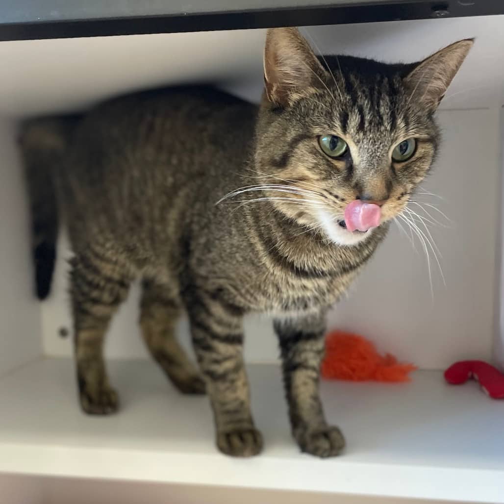 Walnut - Domestic Shorthair available for adoption