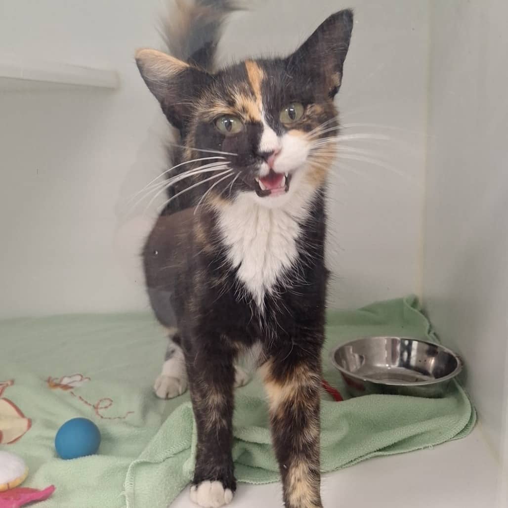 Equinox - Domestic Shorthair available for adoption