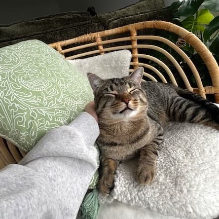 Maxy - Domestic Shorthair cat available for adoption at Vancouver Orphan Kitten Rescue Association in British Columbia