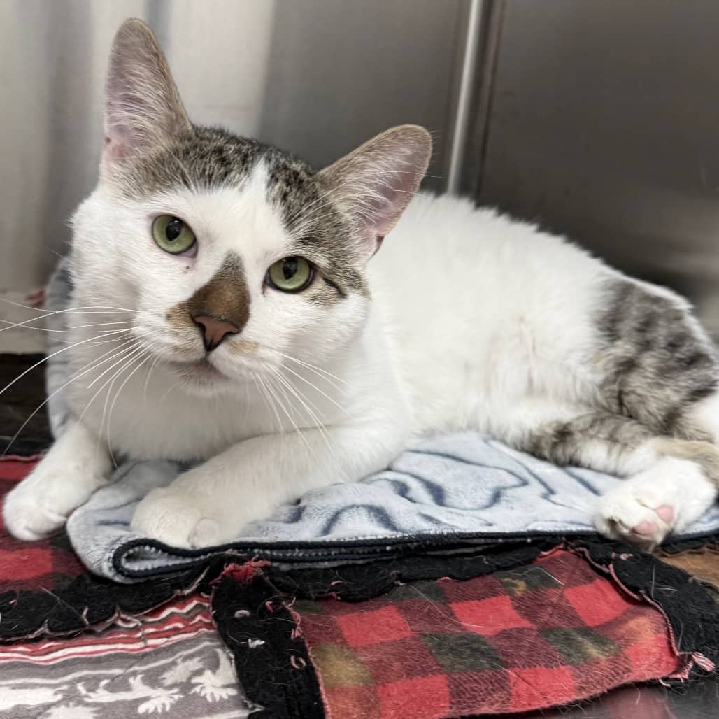 Nala - Domestic Shorthair cat available for adoption at SCARS in Edmonton (1 of 6)