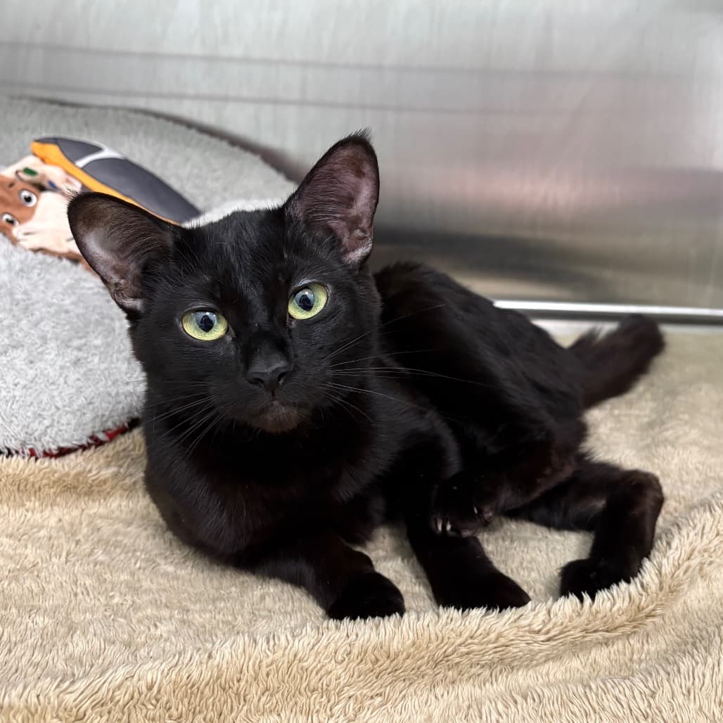 Marlene - Domestic Shorthair cat available for adoption at Saskatoon SPCA in Saskatoon