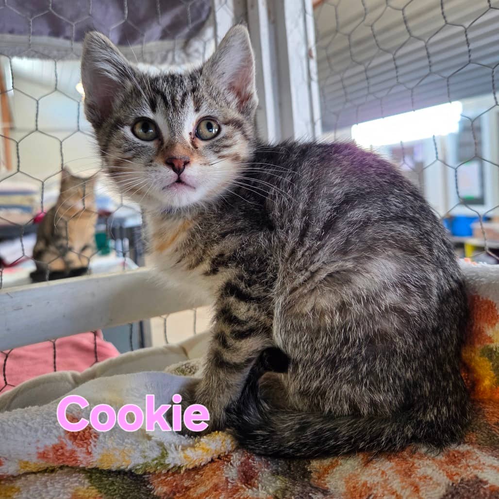 Cookie-Purple - Domestic Shorthair available for adoption
