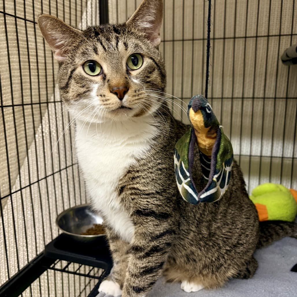 Echo - Domestic Shorthair available for adoption