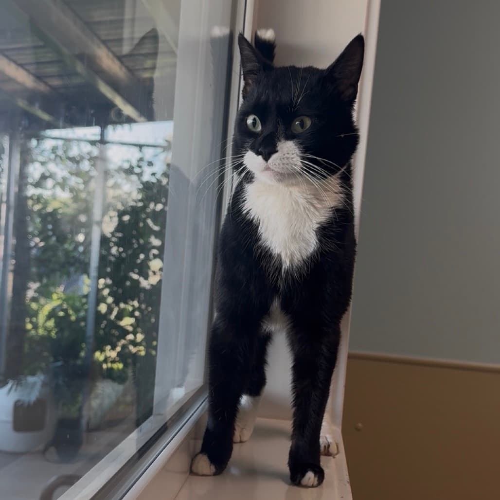 Lars - Domestic Shorthair cat available for adoption at Prince Albert SPCA in Prince Albert
