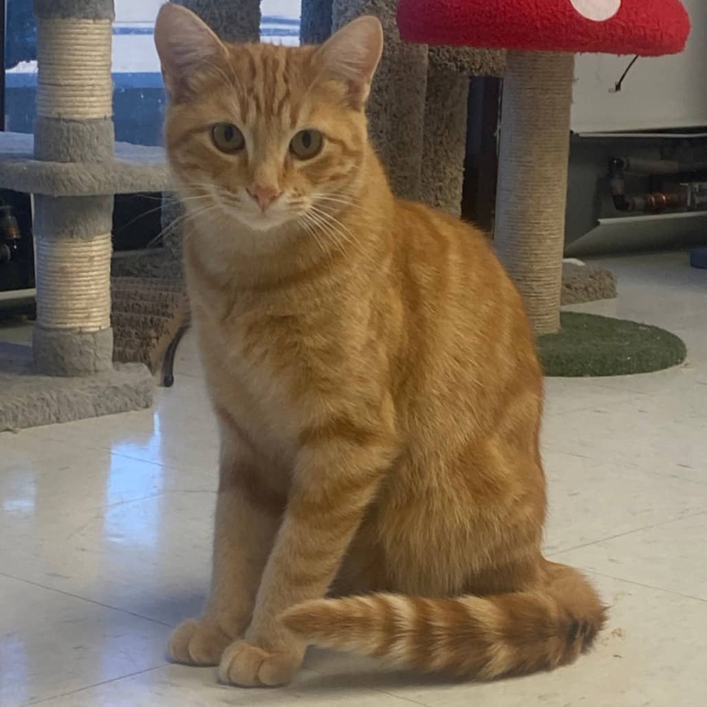 Harry - Domestic Shorthair available for adoption