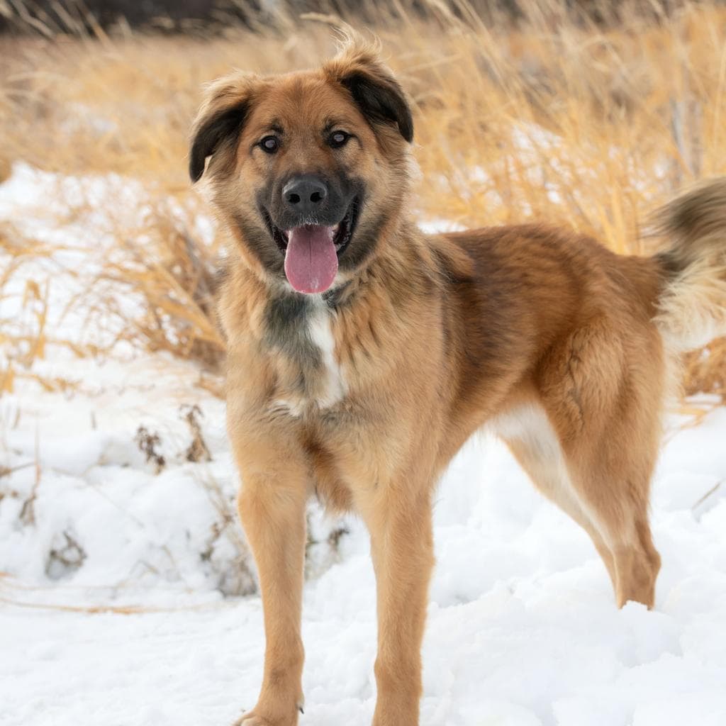 Chucky - MIXED BREED available for adoption at SCARS in Calgary