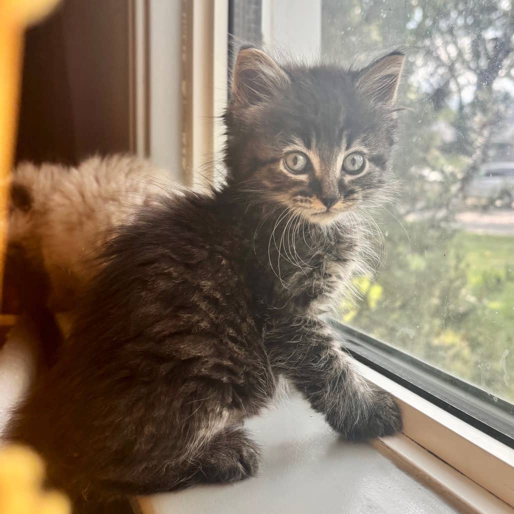Dustbunny - Domestic Shorthair cat available for adoption at Saskatoon SPCA in Saskatoon