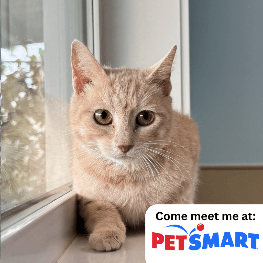 Rocket - Domestic Shorthair available for adoption