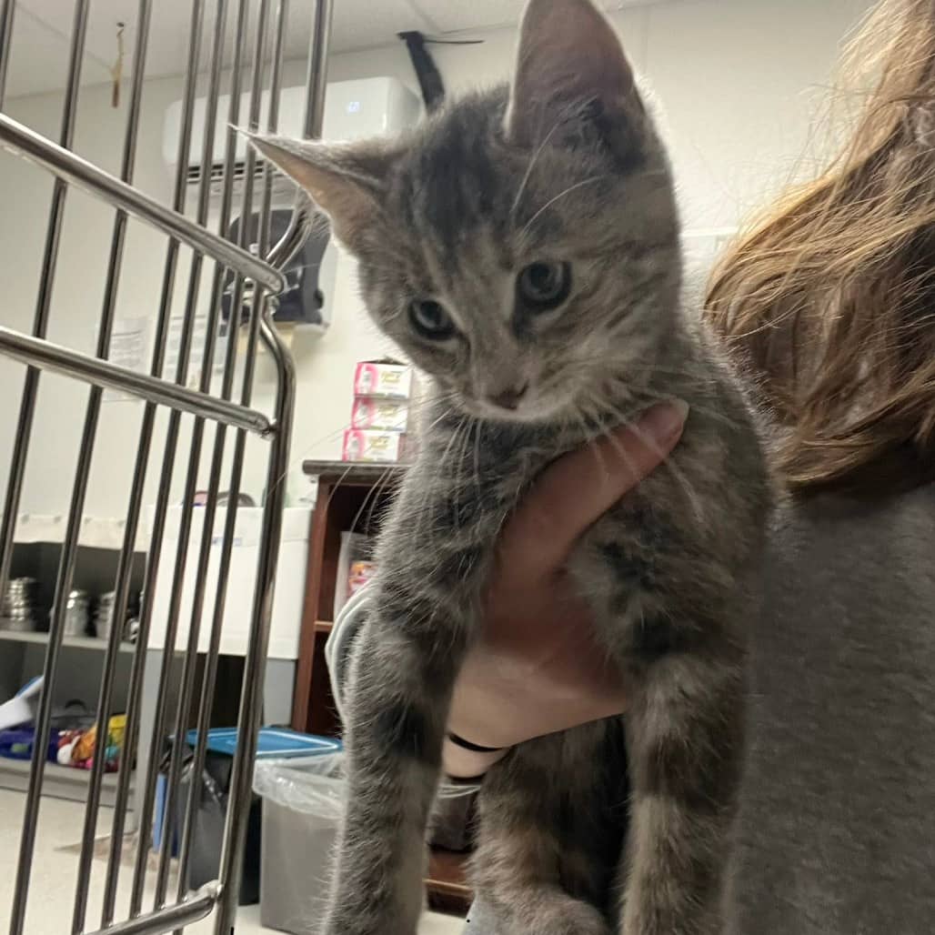 Zozo - Domestic Shorthair available for adoption