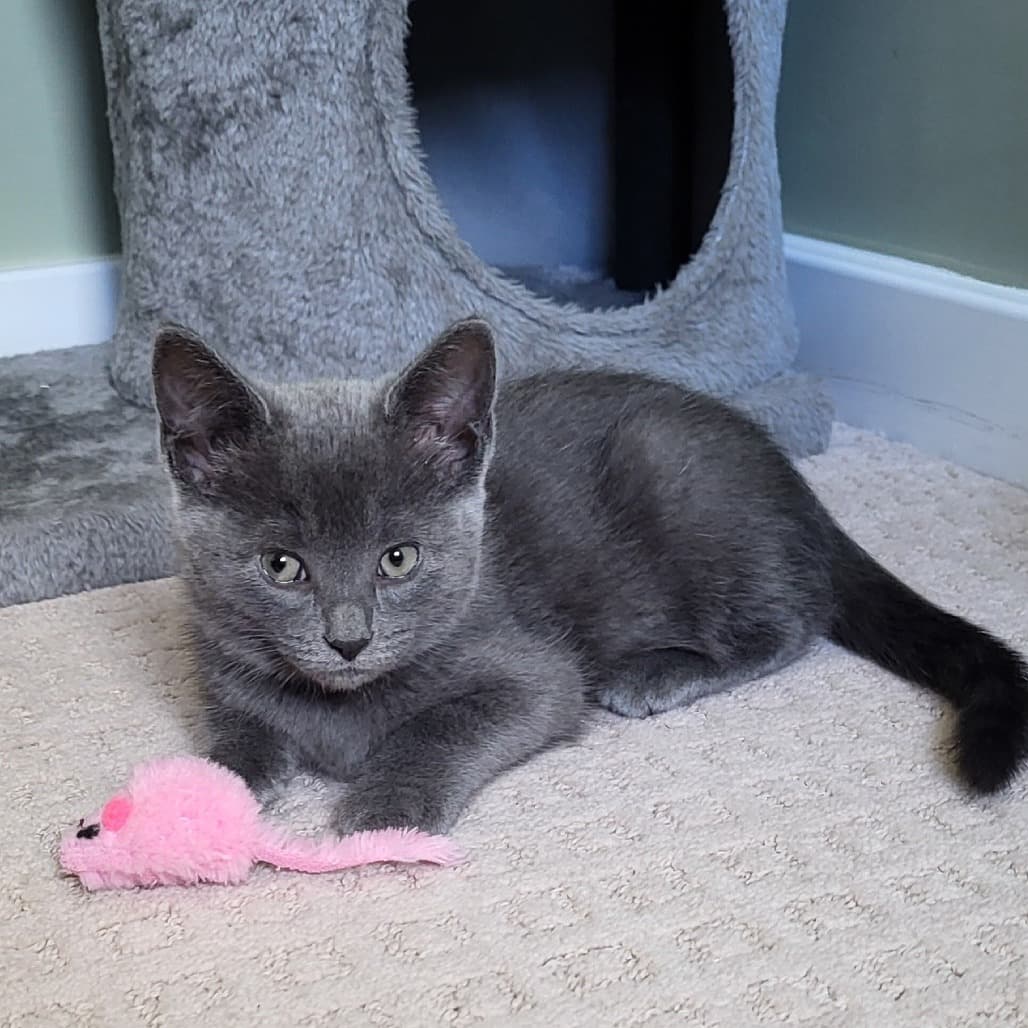 Fae - Domestic Shorthair available for adoption
