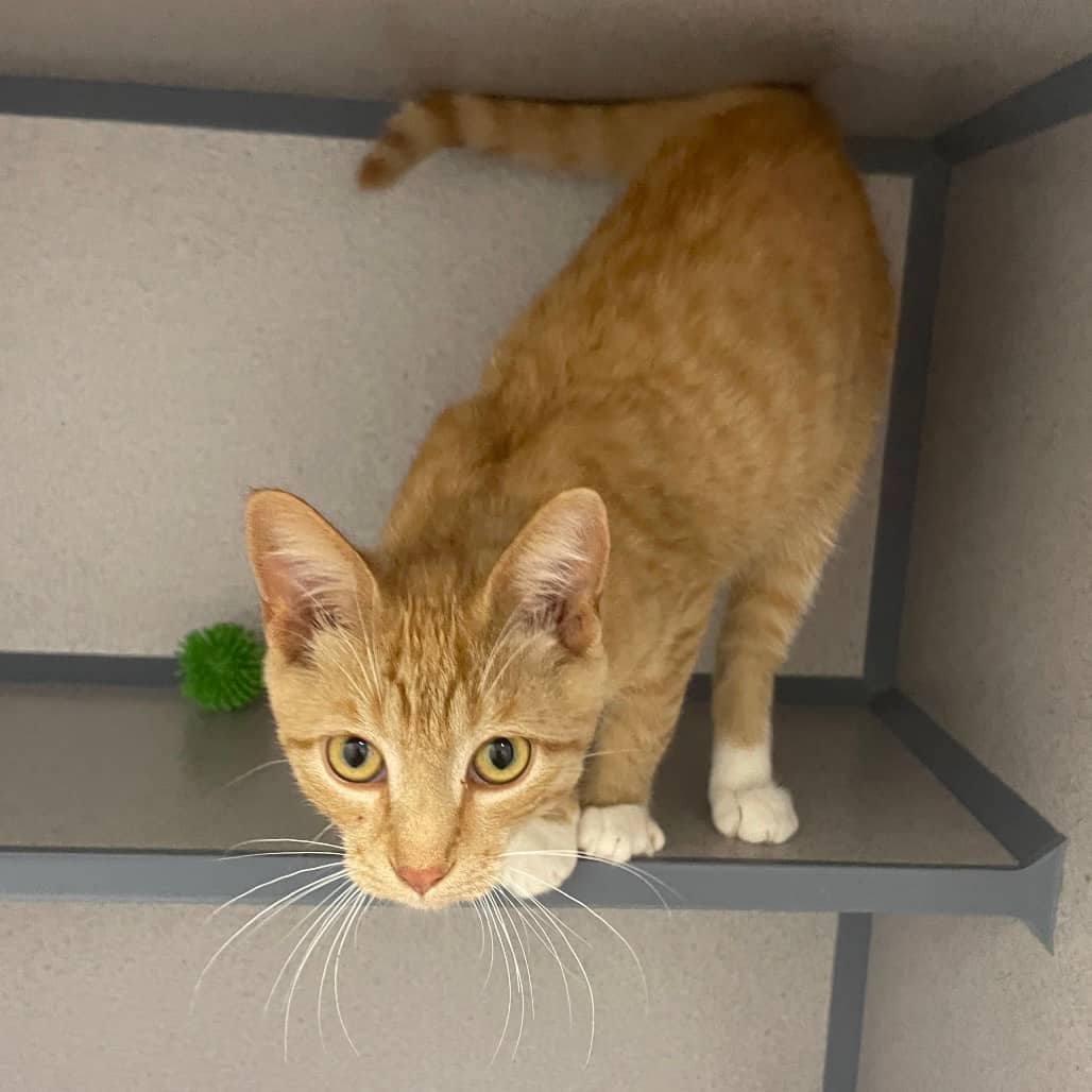 Pumpkin - Domestic Shorthair cat available for adoption at Battlefords Humane Society in North Battleford