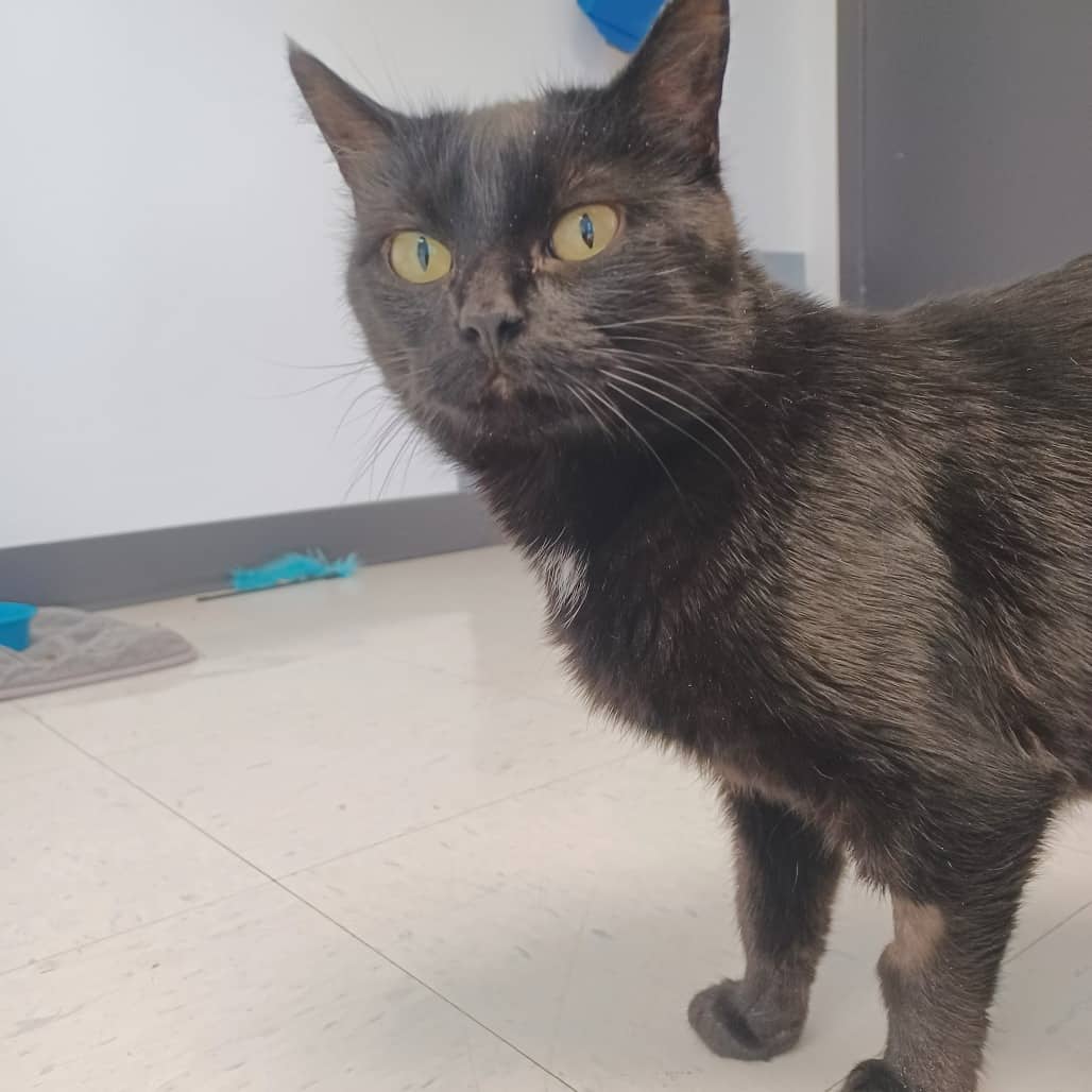 Esme - Domestic Medium Hair cat available for adoption in Calgary