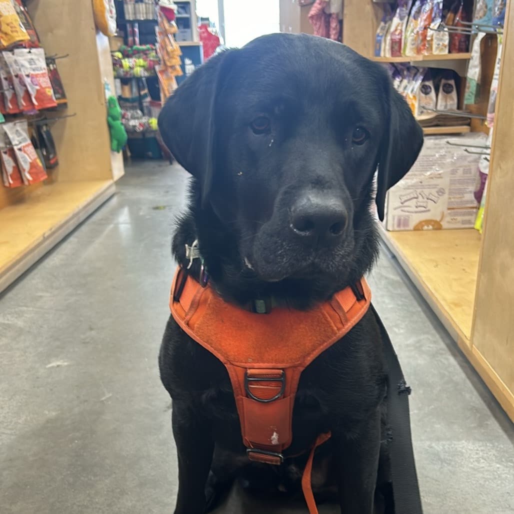 Gibson - Mixed Breed available for adoption in Calgary