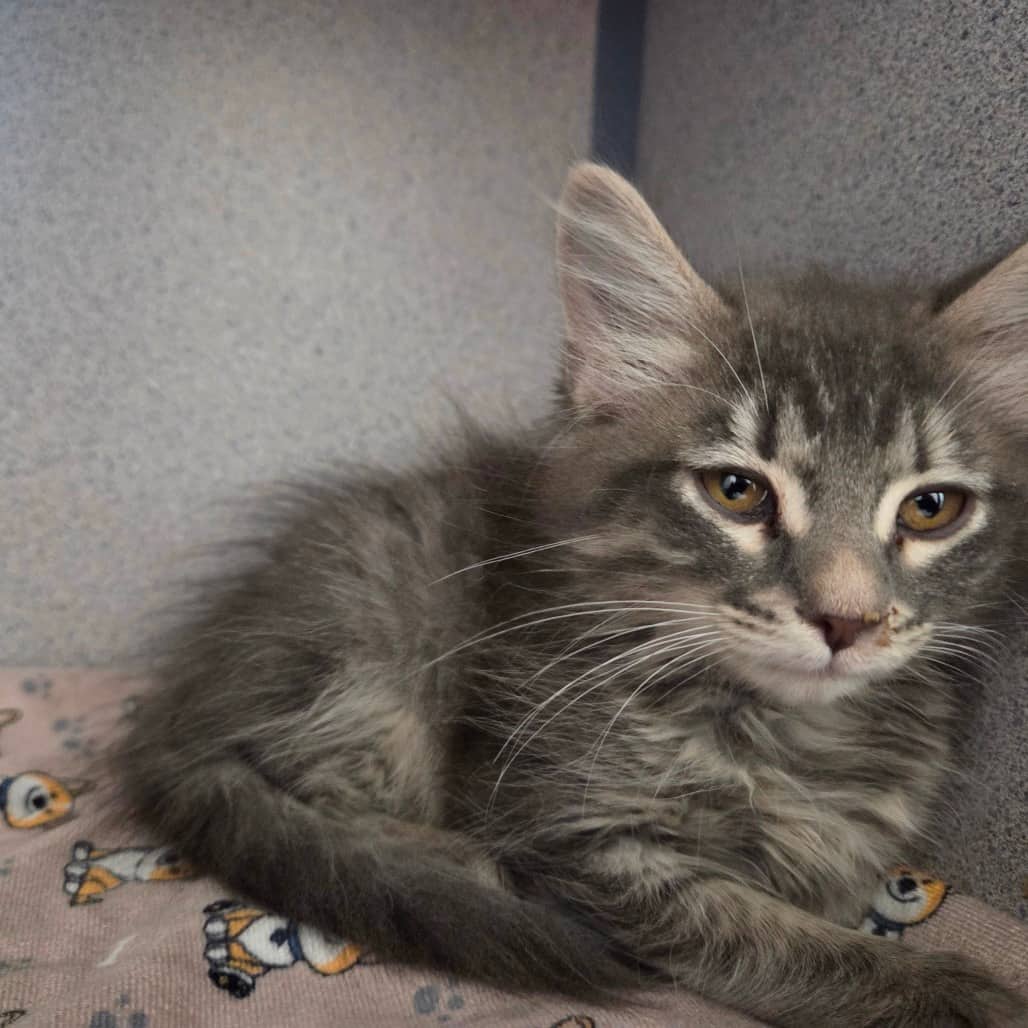 Tiramisu - Domestic Medium Hair available for adoption