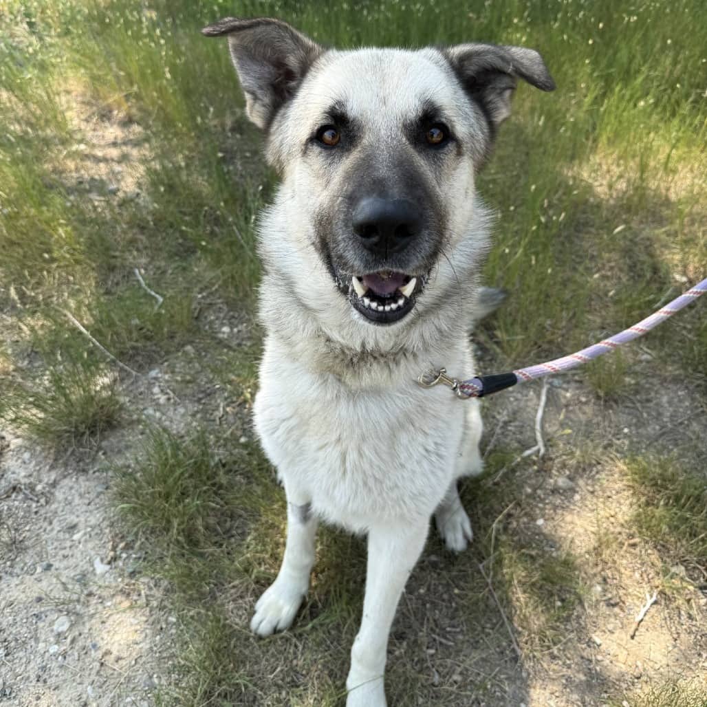 Gordon - Shepherd available for adoption