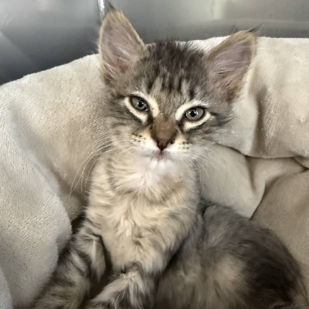 Burke - Domestic Shorthair cat available for adoption at SPCA Swift Current in Swift Current