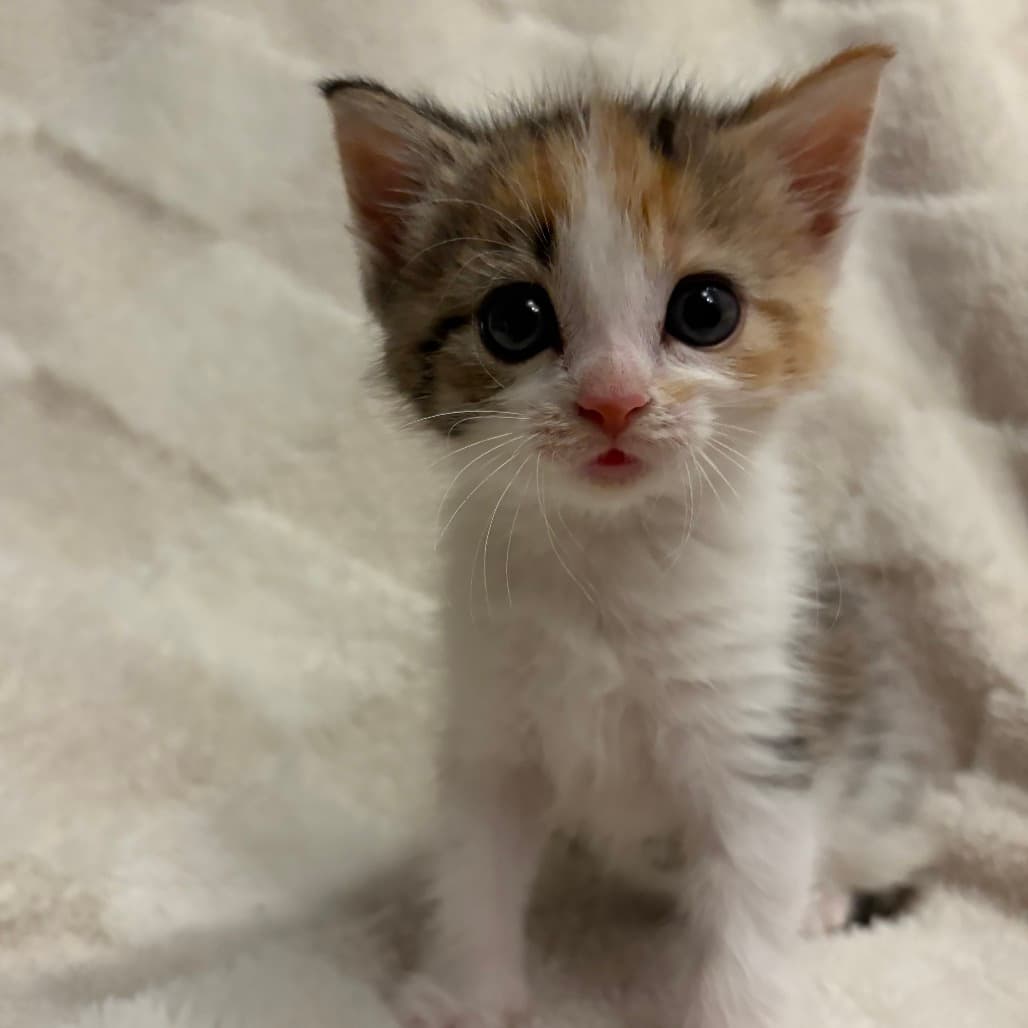Princess Dorito - Domestic Shorthair cat available for adoption at SPCA Swift Current in Swift Current