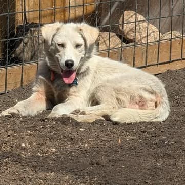 Spooky - Mixed Breed available for adoption