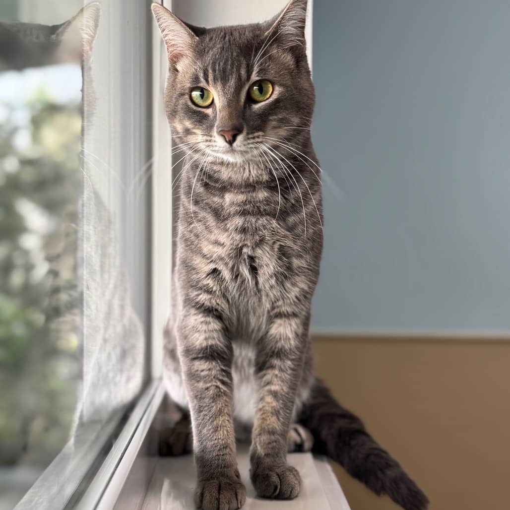 Flint - Domestic Shorthair available for adoption