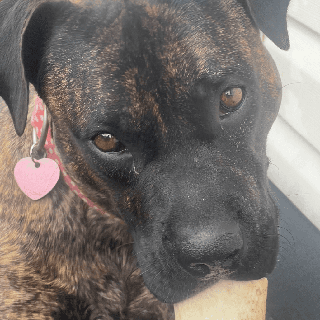 Rosy - TERRIER, PIT BULL/MIX available for adoption
