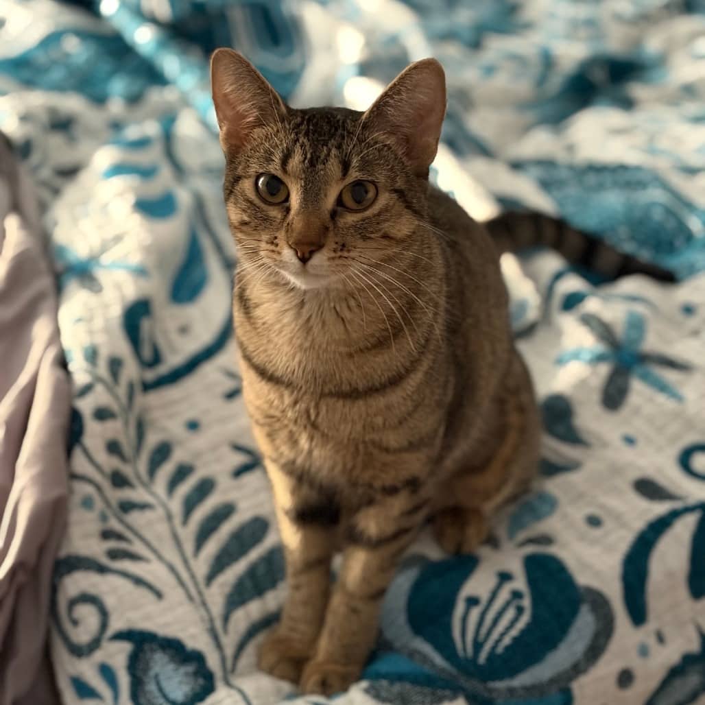 Rosita - Domestic Shorthair available for adoption