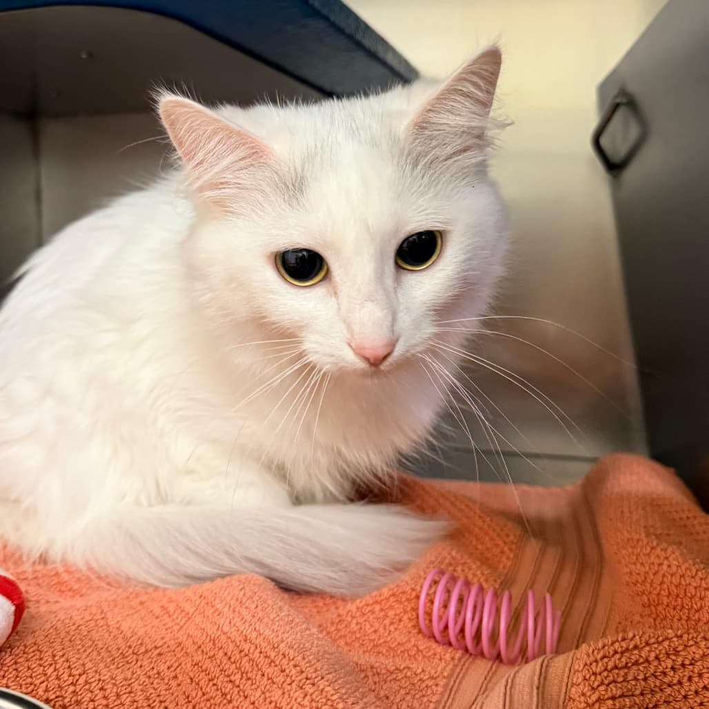 Jellybean - Domestic Medium Hair available for adoption