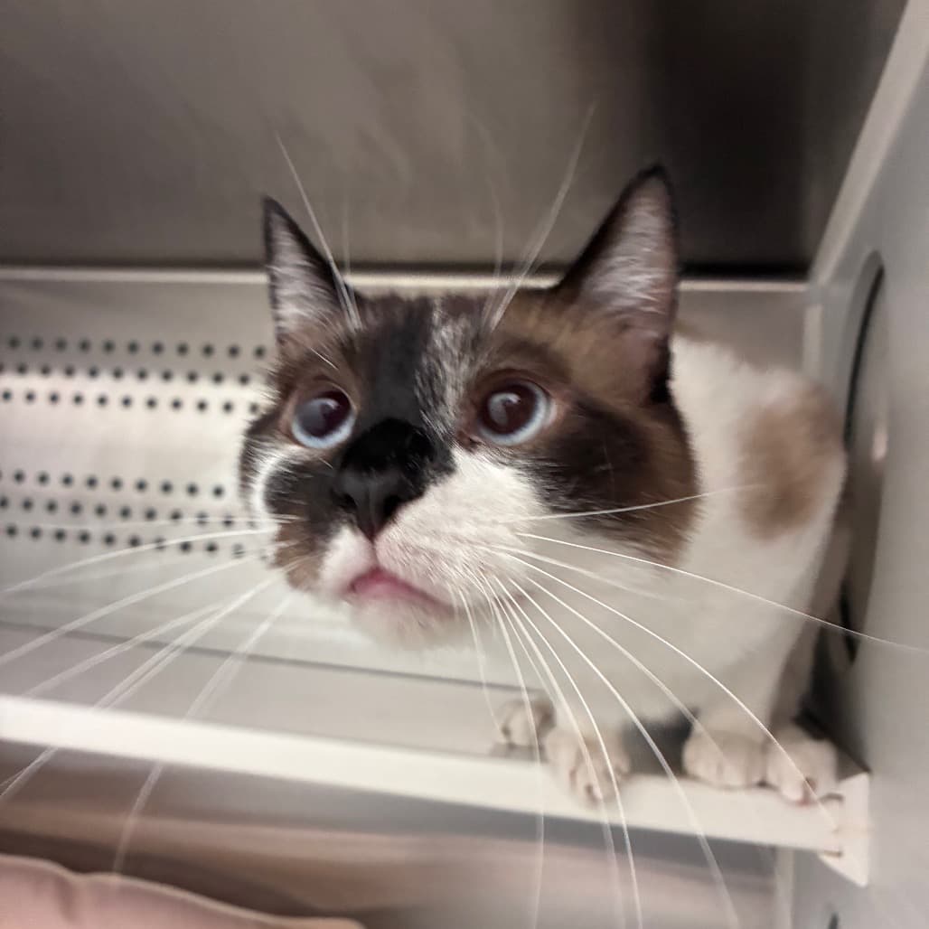 Casper - Domestic Shorthair cat available for adoption at Saskatoon SPCA in Saskatoon