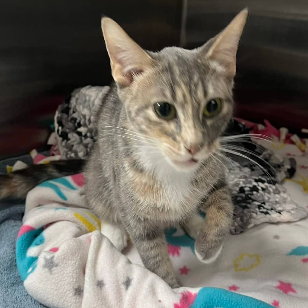 Pearl - Domestic Shorthair available for adoption