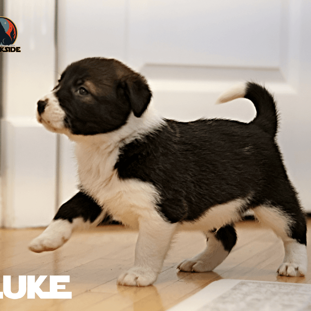 Luke - Mixed Breed available for adoption in Calgary