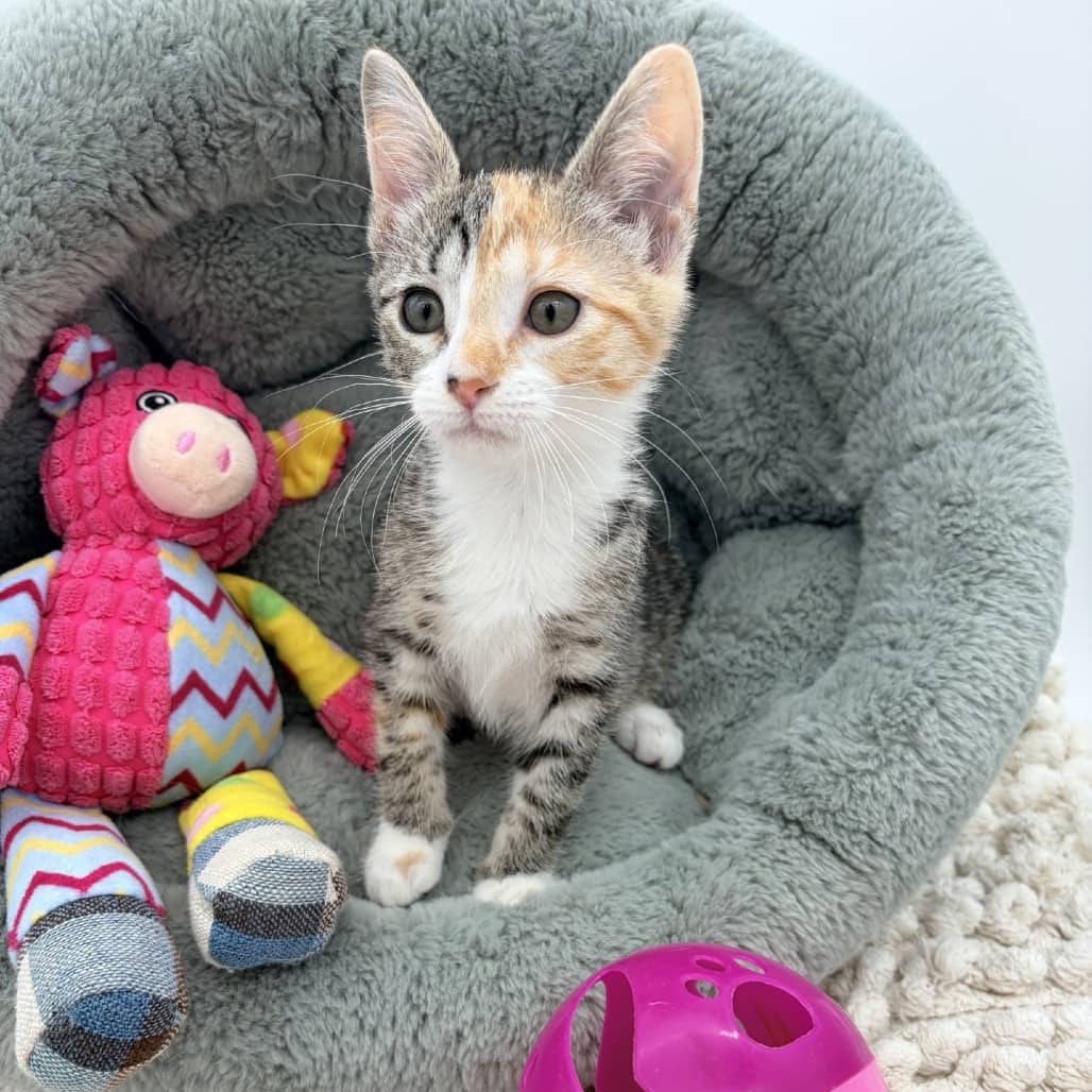Carrot Cake - Domestic Shorthair cat available for adoption at Moose Jaw Humane Society in Moose Jaw